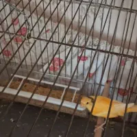 سه عدد قناری رنگ پرتقالی