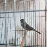 قناری ماده نگرو