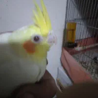 عروس هلندی جوجه ۲ ماهه|پرنده|مراغه, |دیوار