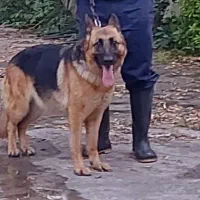 سگ های نژاددار ژرمن بلک وشپرد