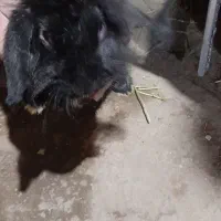 خرگوش|موش و خرگوش|ممقان, |دیوار