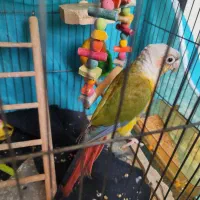 کوتوله گرینچیک عروس هلندی لوتینو زعفرانی|پرنده|مشهد, رستگار|دیوار