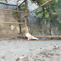 کفتر پرشی|پرنده|آق قلا, |دیوار