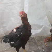 سه عدد جوجه لاری