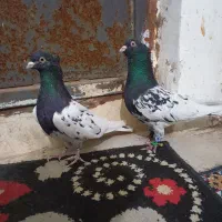 کبوتر|پرنده|تایباد, |دیوار