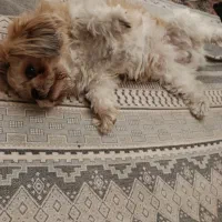 سگ شیتزو سوپر فلت