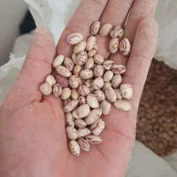 لوبیا چیتی دست چین