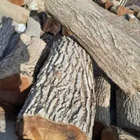 چوب بری خریدار چوب  تر و خشگ|خدمات باغبانی و درختکاری|کبودرآهنگ, |دیوار