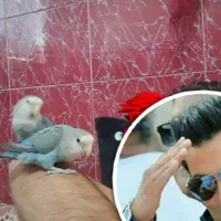 طوطی کوتوله برزیلی کوهچنار|پرنده|کوه چنار, |دیوار