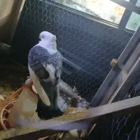 کفتر دوبالی نوک قناری پاپری کاکولی