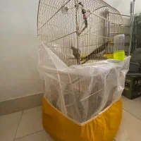 عروس هلندی با قفس