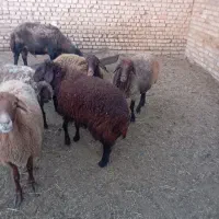 میش|حیوانات مزرعه|نیشابور, میدان حافظ|دیوار