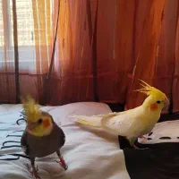 عروس