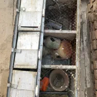 جفت کنی کفتر کبوتر|پرنده|تهران, خاوران|دیوار