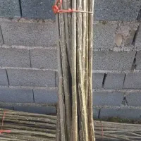 نهال صنوبر اصلاح شده دارچینی