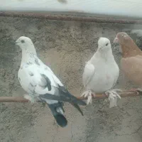 کفتر|پرنده|شهریار, رضی آباد بالا|دیوار