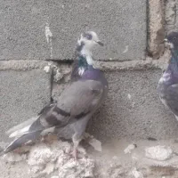 کبوتر بلند پرواز