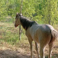 اسب نر|اسب و تجهیزات اسبسواری|آشخانه, |دیوار