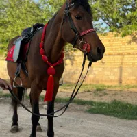 اسب ماده|اسب و تجهیزات اسبسواری|زنجان, |دیوار