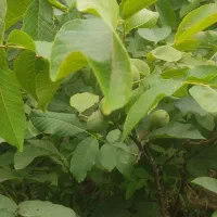 فروش نهال گردو کاغذی