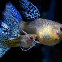 ماهی گوپی سنگاپوری رنگ خاص|ماهی|اراک, |دیوار