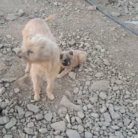 سگ پاپی پشمالو ماده