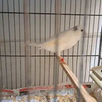 قناری ماده سالم عوض با قناری نر یا فروش|پرنده|مشکیندشت, |دیوار