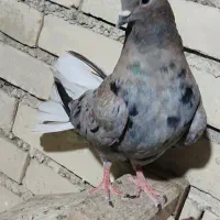 کوهی دم سفید عتیقه