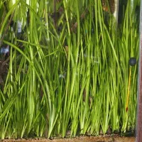 گیاه گندمی اکواریوم