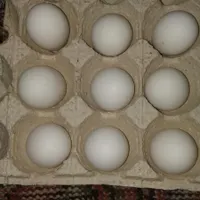 تخم مرغ محلی تخم کبوتر خوراکی|خوردنی و آشامیدنی|اهواز, نادری|دیوار