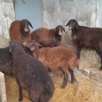 سلام گوسفندهتروبابره ماده هترو|حیوانات مزرعه|سبزوار, کراب|دیوار