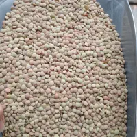 عدس قرمز،عدس سفید محلی باعالی ترین کیفیت