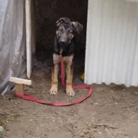 سگ دو رگ ژرمن ماده