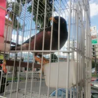 مرغ مینا نر سخنگو