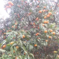 فروش نارنگی محلی در ساری|خوردنی و آشامیدنی|پایین هولار, |دیوار