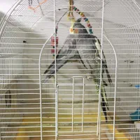 عروس هلندی|پرنده|پیرانشهر, |دیوار