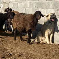 فروش ماده سرابی ذات قدیم