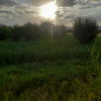 باغچه با میوه های صادراتی