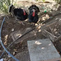 بوقلومون|حیوانات مزرعه|گنبکی, |دیوار