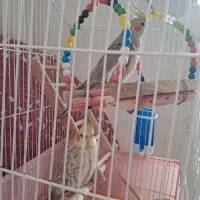 عروس هلندی