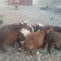 فروش 11راس بره|حیوانات مزرعه|شیراز, بازار|دیوار