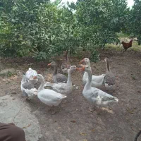 فروش ۷ عدد غاز ‌وقوغاز|حیوانات مزرعه|طبقده, |دیوار