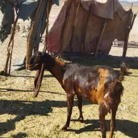 بز گولگولی اصل پاکستانی گوش دراز|حیوانات مزرعه|زاهدان, |دیوار