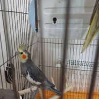 عروس هلندی