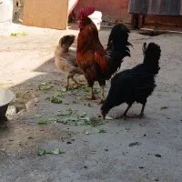 باسلام ۵عدد مرغ یک خروس جوان سالم وسرحال