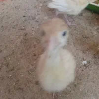 جوجه بوقلمون بیوتی ۲۵ عدد|حیوانات مزرعه|هندیجان, |دیوار