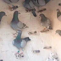 کفتر جوجه پلاکی|پرنده|شیراز, پانصد دستگاه ارتش|دیوار