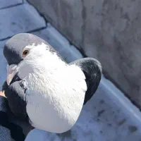 پرنده