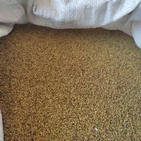 بذر یونجه|گل و گیاه طبیعی|مریوان, |دیوار