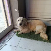 توله آشپیتز ۱۱ماهه